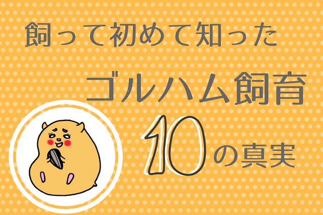 飼って初めて知った ゴールデンハムスター飼育 10の真実 コソレビ 飼って初めて知った ゴールデンハムスター飼育 10の真実 コソレビ
